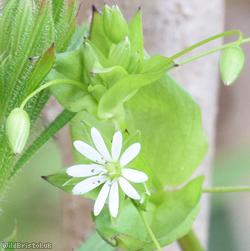 Greater Chickweed