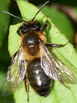 image for Chocolate Mining Bee