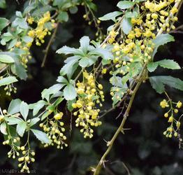 Great Barberry
