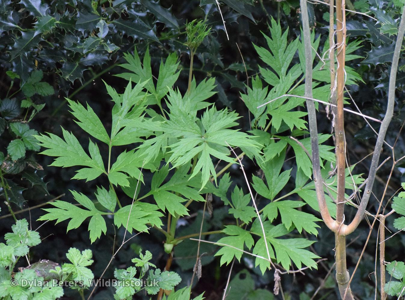 Yellow Treepeony? (Paeonia lutea?) Species WildBristol.uk