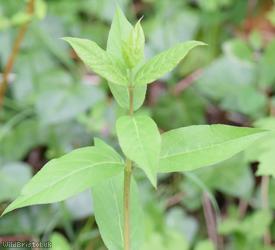 Tatarian Honeysuckle