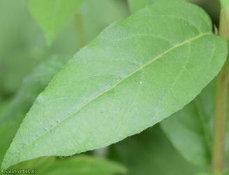 Tatarian Honeysuckle