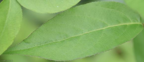 Tatarian Honeysuckle