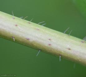 Tatarian Honeysuckle