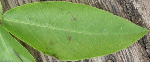 Tatarian Honeysuckle