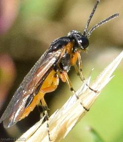 Bugle Sawfly