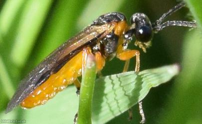 Bugle Sawfly