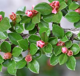 image for Wall Cotoneaster