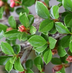 Wall Cotoneaster