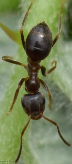 Small Black Ant