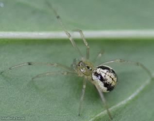 Common Candy-stiped Spider