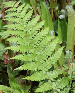 image for Male Fern
