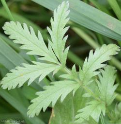 Silverweed