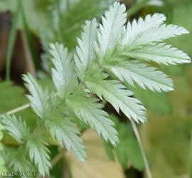 Silverweed