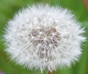 Beautiful-leaved Dandelion
