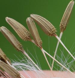 Beautiful-leaved Dandelion