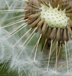 Beautiful-leaved Dandelion