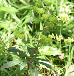 Wood Spurge