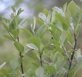 Wilmot's Whitebeam