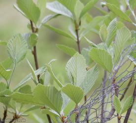 Wilmot's Whitebeam