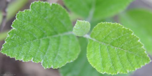 Wilmot's Whitebeam