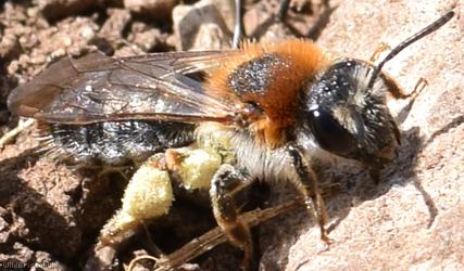 image for Orange-tailed Mining Bee