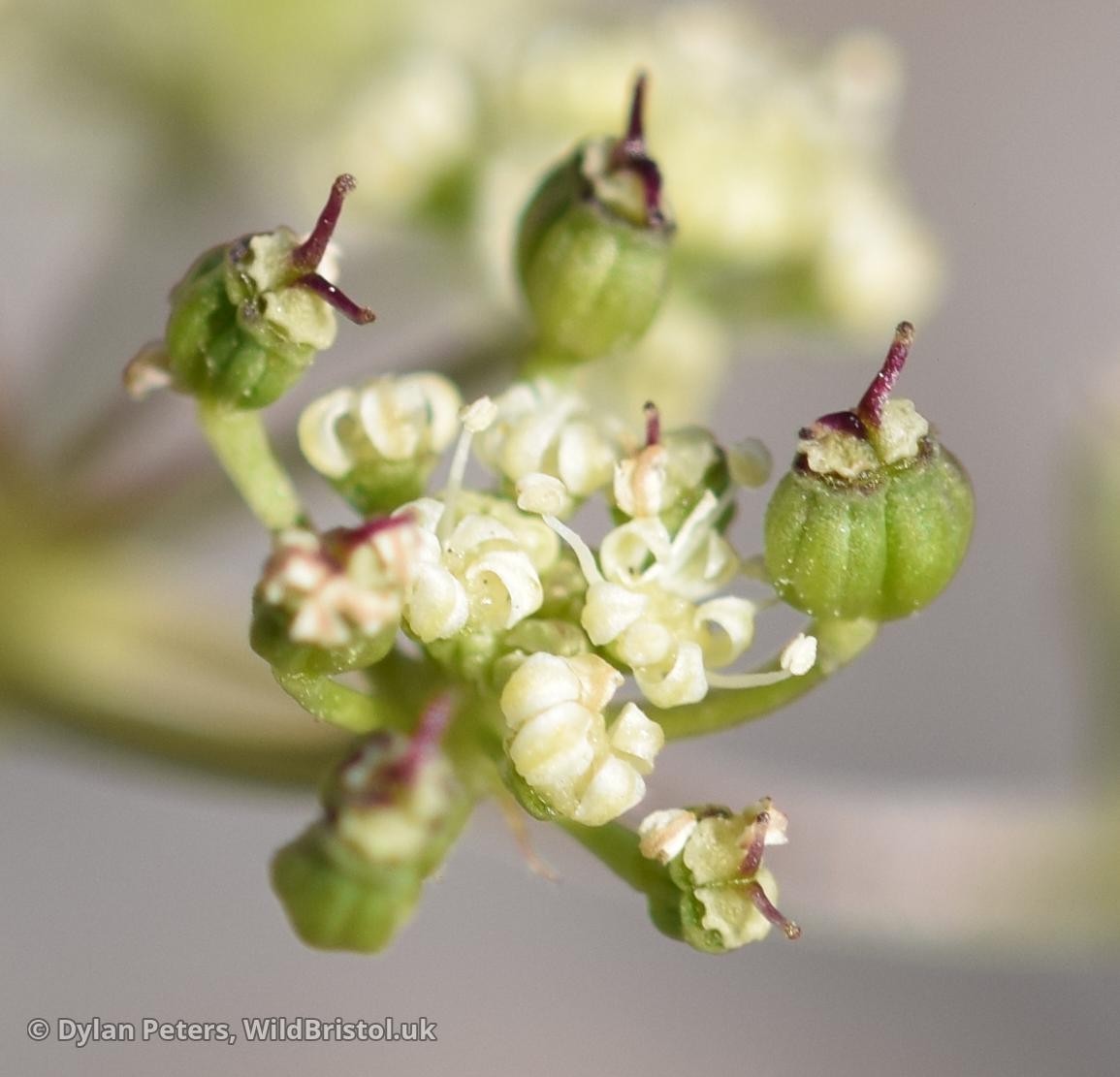 *Trinia glauca* (Honewort) hermaphrodite plant