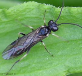 image for Sawfly Unidentified