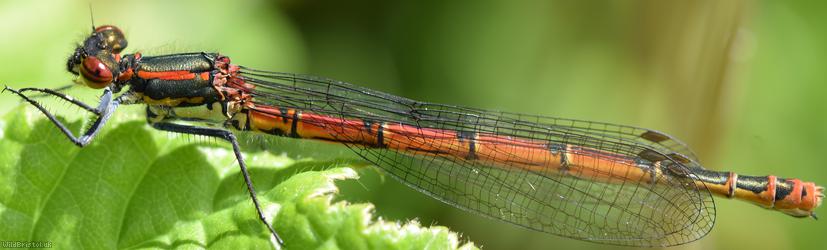 image for Large Red Damselfly