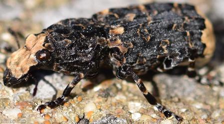 image for Cramp-Ball Fungus Weevil