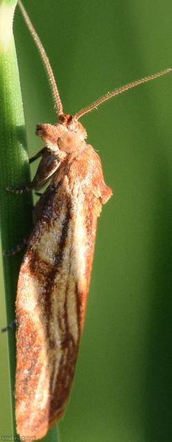 Moth Unidentified 16