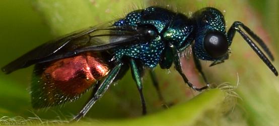 image for Ruby-tailed Wasps