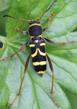 image for Wasp Beetle