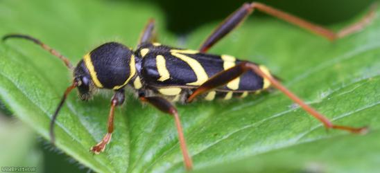 Wasp Beetle