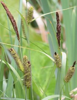 image for Greater Pond-sedge