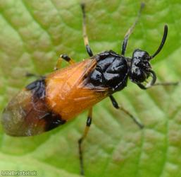 image for Bramble Sawfly