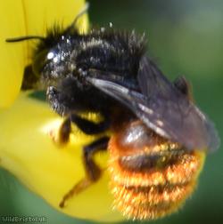 image for Red-tailed Mason Bee