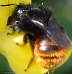 Red-tailed Mason Bee