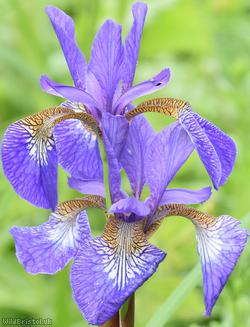image for Siberian Iris