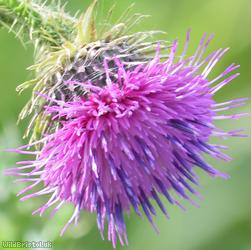 image for Welted Thistle