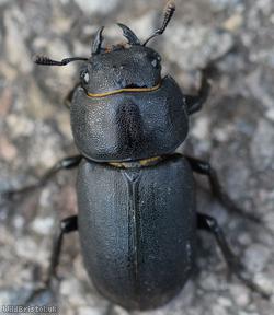 image for Lesser Stag Beetle