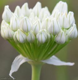 Broad-leaved Leek