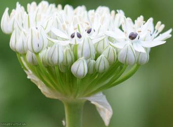 Broad-leaved Leek