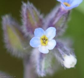 Changing Forget-me-not