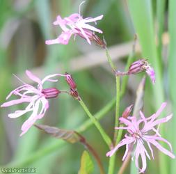 Ragged-Robin