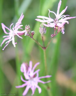 Ragged-Robin