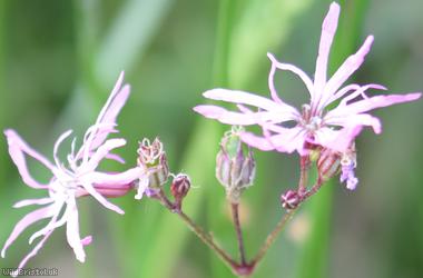 Ragged-Robin