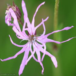 image for Ragged-Robin