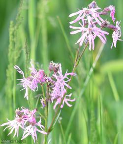 Ragged-Robin