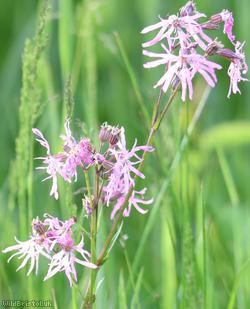 Ragged-Robin
